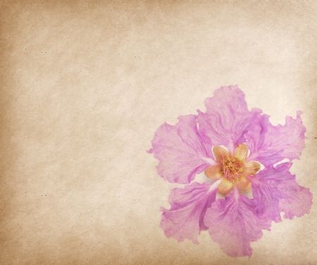 crape myrtle on Old antique vintage paper backgroundの写真素材
