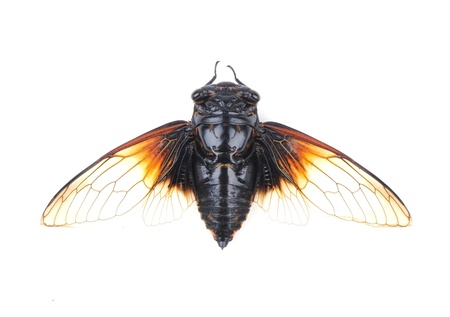 Cicada isolated on white background