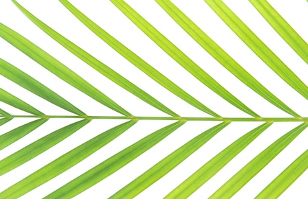 green palm