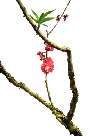 cherry blossomsの写真素材