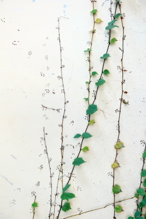 ivy leaves isolated on a white backgroundの写真素材