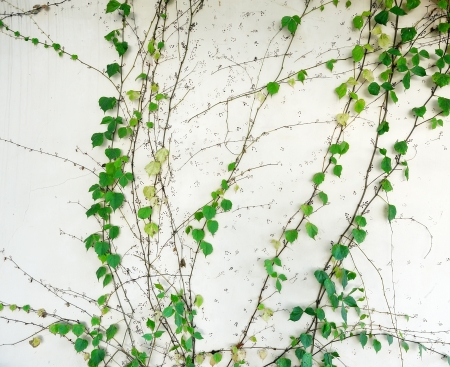 ivy leaves isolated on a white backgroundの写真素材