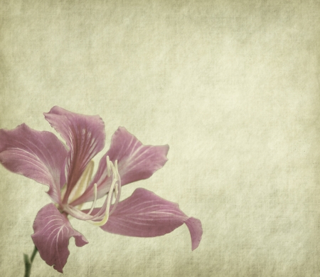 flower blossom on old antique vintage paper backgroundの写真素材