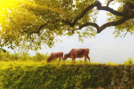 Two cow eat grassの写真素材