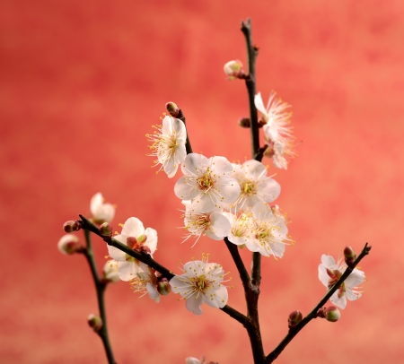 plum blossom on Old antique vintage paper backgroundの写真素材