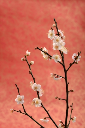 plum blossom on Old antique vintage paper backgroundの写真素材