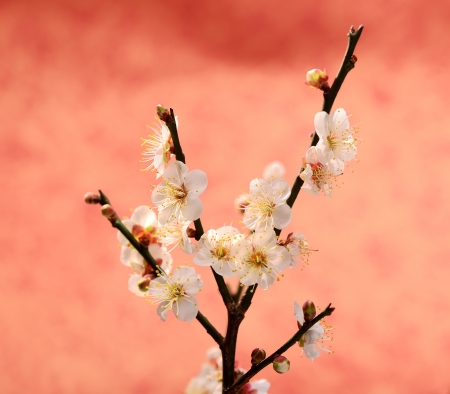 white plum bloossomの写真素材