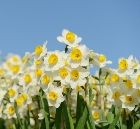 blooming white daffodils in close viewの写真素材