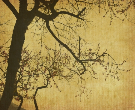 pink blossomsの写真素材