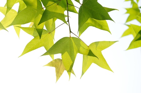 green leaves