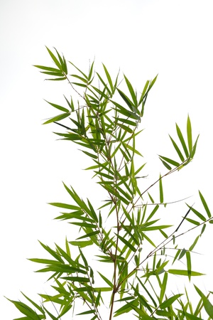 Bamboo leaves isolated on white backgroundの写真素材