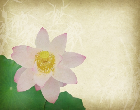 Water Lily on grunge textured backgroundの写真素材