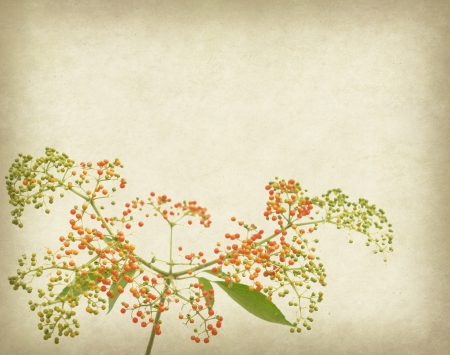 Bunch of yellow rowan on grunge textured backgroundの写真素材