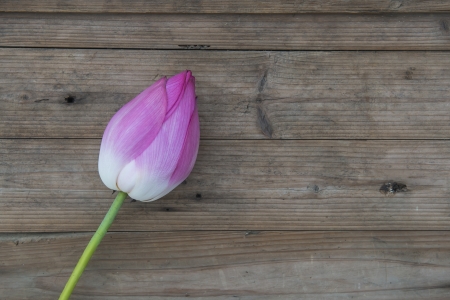 Bouquet lotus buds on wood backgroundの写真素材
