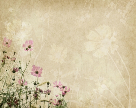 Corn poppy on old paperの写真素材