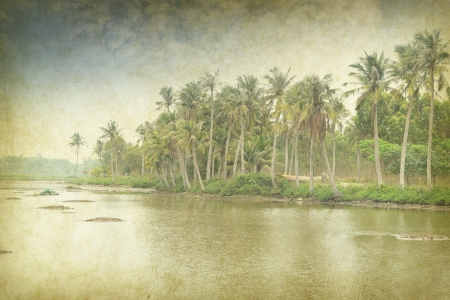 palm tree on old paper background の写真素材