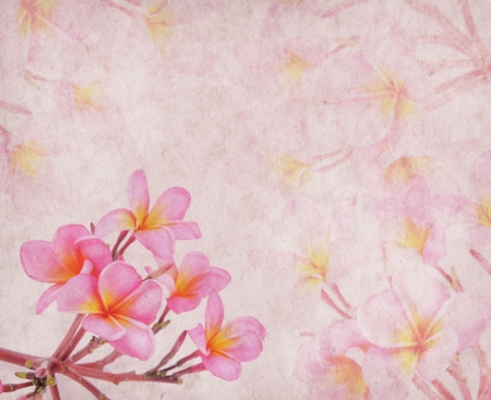frangipani or plumeria tropical flower with old grunge antique paper textureの写真素材