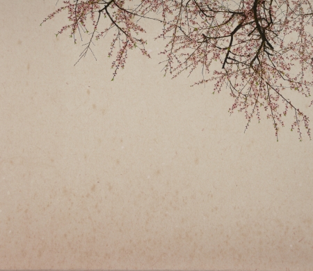 plum blossom on old antique vintage paper の写真素材