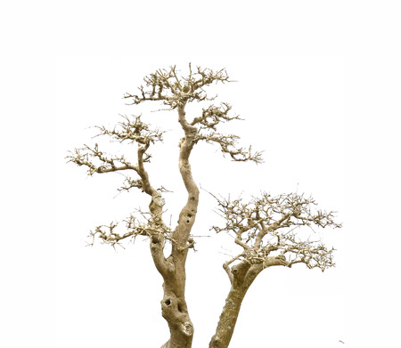 withered pine treeの写真素材