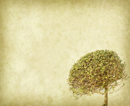 plant treeの写真素材