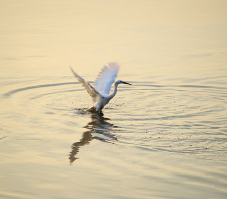 egrets play in sunsetの写真素材