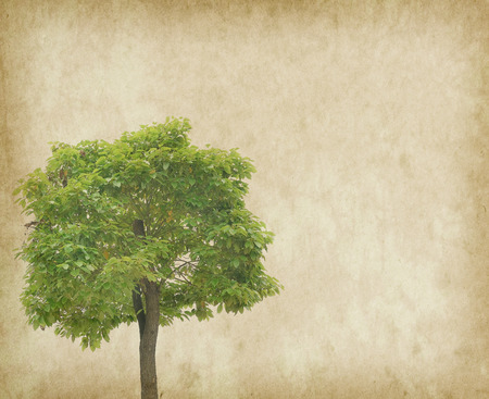 tree with old grunge antique paper textureの写真素材