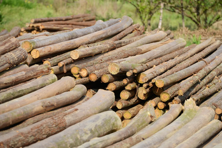 Pile of woodの写真素材