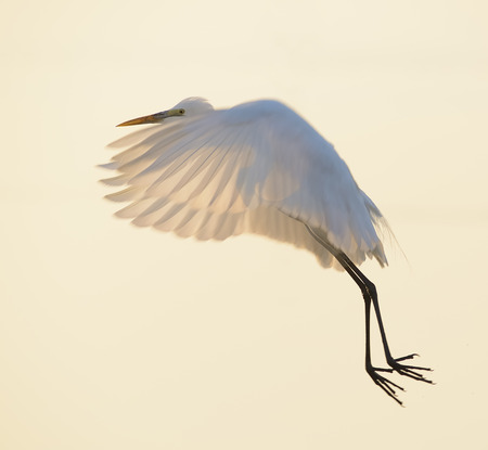 egrets play in sunsetの写真素材