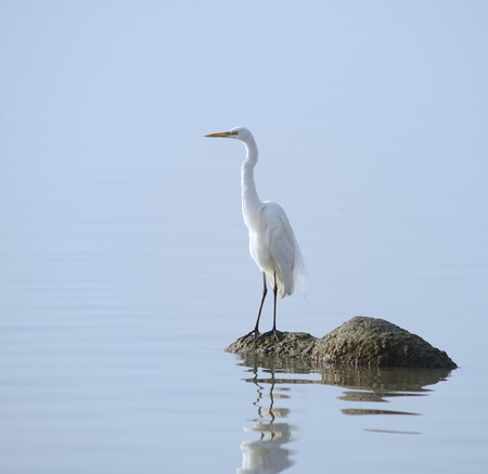 egrets play in sunsetの写真素材