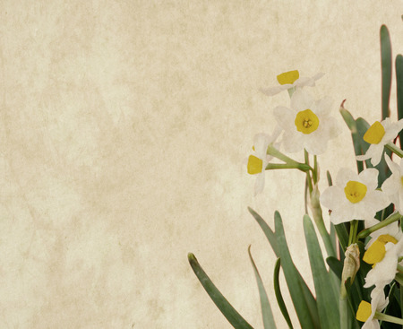 narcissus blooming on old paper の写真素材