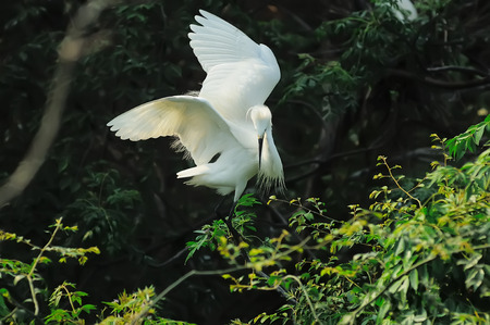 Egret in the wild