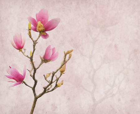 Pink magnolia flowers on old paper backgroundの写真素材