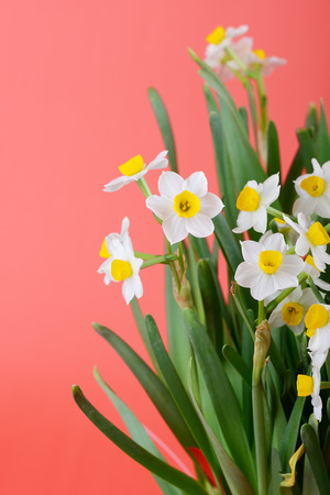 narcissus bloomingの写真素材