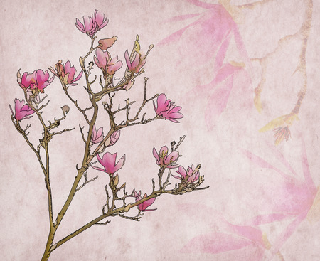 Pink magnolia flowers on old paper backgroundの写真素材