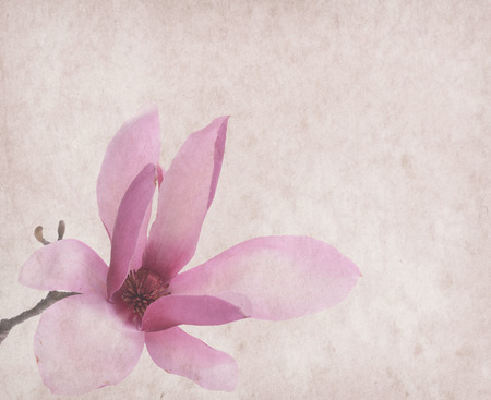 Pink magnolia flowers isolated on white backgroundの写真素材