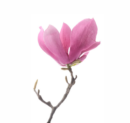 Pink magnolia flowers on old paper backgroundの写真素材