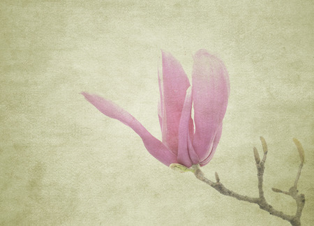 Pink magnolia flowers on old paper backgroundの写真素材