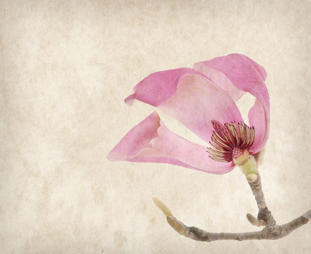 Pink magnolia flowers on old paper backgroundの写真素材