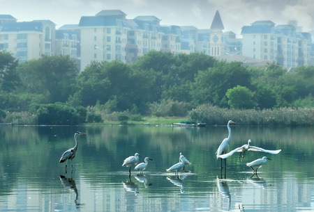 White Egretの写真素材