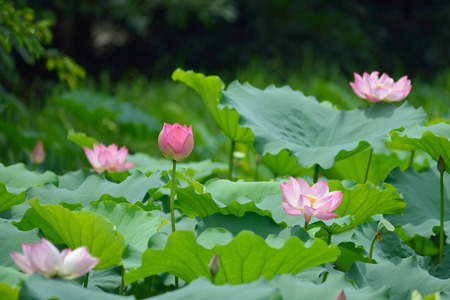 blooming lotus flowerの写真素材