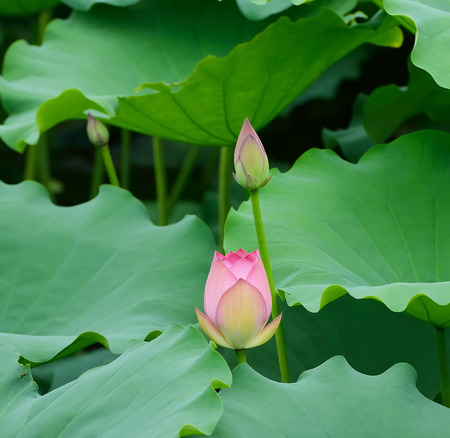 blooming lotus flowerの写真素材