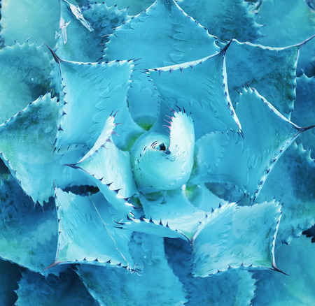 Sharp pointed agave plant leavesの写真素材