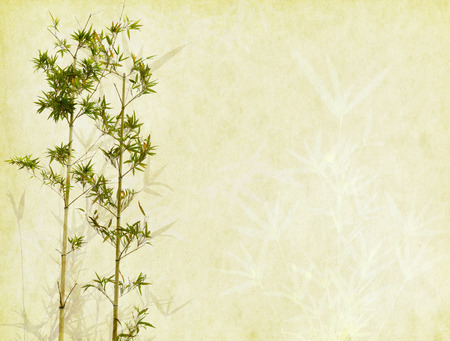 bamboo on old grunge paper texture backgroundの写真素材