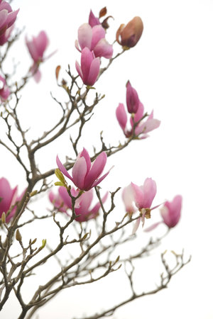 Pink magnolia flowers isolated on white backgroundの写真素材