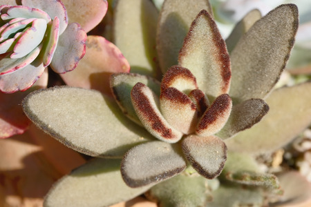  Miniature succulent plantsの写真素材