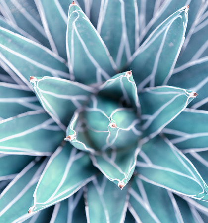 cactus close upの写真素材