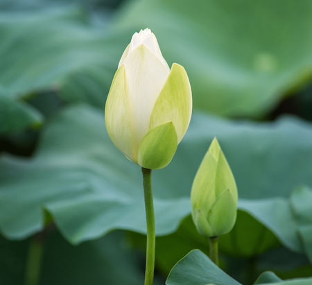 blooming lotus flowerの写真素材