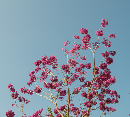 Pink trumpet tree flower blooming