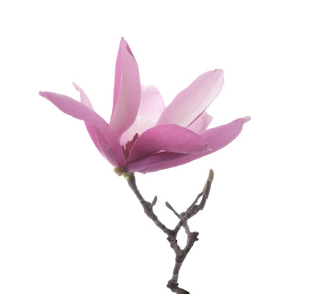 Pink magnolia flowers isolated on white backgroundの写真素材