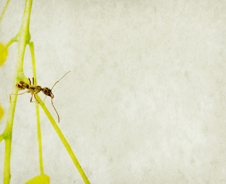 ant isolate on white backgroundの写真素材